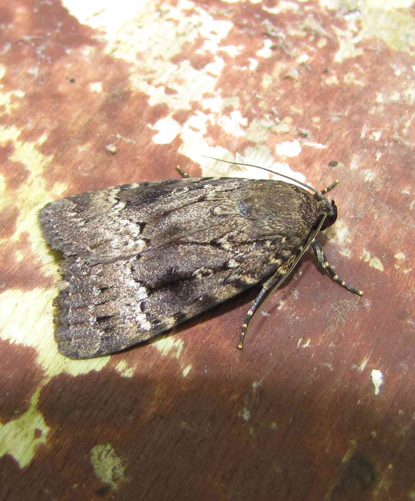falena nel nido d'' uccelli